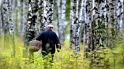 За лето в белорусских лесах заблудились 128 грибников. Что делать, если потерялся?