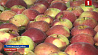 Как собирают и хранят новый урожай яблок в Витебской области 