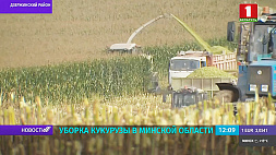Уборка кукурузы в Минской области в активной фазе
