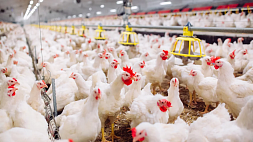 В ЕС зафиксирована масштабная вспышка птичьего гриппа - курятина резко выросла в цене