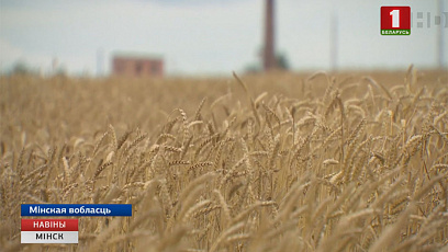 Аграрии Минской области намолотили более 600 тысяч тонн зерна