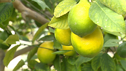 Энергия солнца в Ботаническом саду: экскурсии по лимонарию