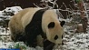 Панды-близнецы Фу Фэн и Фу Бан в зоопарке Вены в первый раз увидели снег