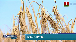 Какая хлебная культура с легкой руки Лукашенко заняла серьезное место в структуре посевов