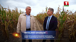 Беларусь рассчитывает продавать гибридные семена кукурузы на рынке ЕАЭС 