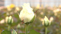 Роза, выращенная в Беларуси, будет радовать красотой дольше, уверяют местные цветоводы