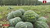 Александр Лукашенко принял участие в уборке урожая 