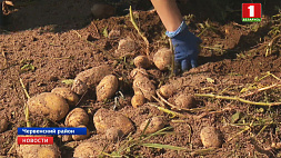 Аграрии Минской области приступили к уборке картофеля