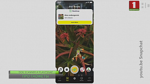 Мобильное приложение Snapchat научилось определять породы собак и виды растений