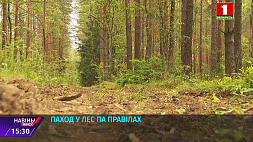 В Минской области с начала года зарегистрировано почти 70 случаев помощи спасателей потерявшимся в лесу
