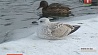 Орнитологи подсчитали количество водоплавающих  птиц, оставшихся в Минске на зимовку