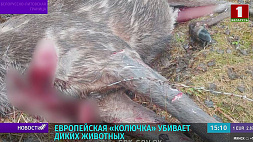 Европейская колючая проволока на белорусско-литовской границе убивает диких животных