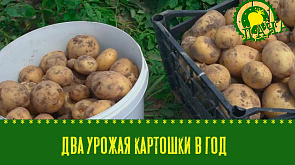 Два урожая картошки в год - это возможно! | Заготовка пряных трав