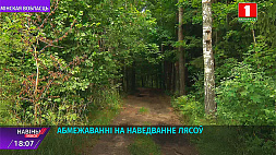 В 19 районах Минской области действуют ограничения на посещение лесов 