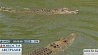 В Австралии на берегу реки Мэри крокодил убил человека