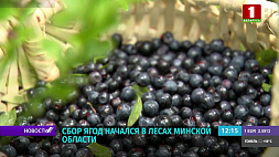 Минлесхоз и МЧС напоминают о правилах сбора ягод и грибов в Беларуси