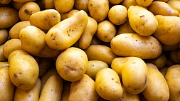 Какая урожайность картофеля в этом году?
