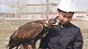 В Кыргызстане возрождают древнее ремесло охоты с диким беркутом