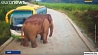 В провинции Юньнань движение на автотрассе заблокировал слон