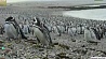 На полуострове Пунта Томбо собралось около миллиона магеллановых пингвинов