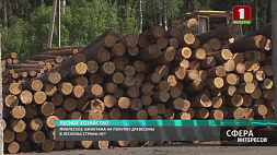 Ажиотажа на покупку древесины в лесхозах Беларуси нет