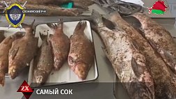 За березовым соком в рыбацких сапогах - в Слонимском районе с поличным задержан браконьер 