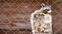 Контактные зоопарки Минской области утепляются к морозному сезону