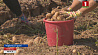 Аграрии Минской области начали уборку  картофеля