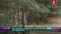 До 1 апреля в Беларуси должны быть завершены все работы по очистке лесов от бурелома 