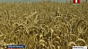Минская область урожай зерновых планирует собрать вовремя, качественно и без потерь