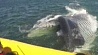 Огромный кит испугал канадских туристов