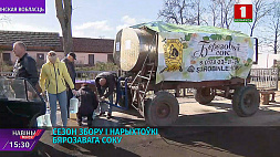 Более 10 тонн березового сока успели собрать в Старобинском лесхозе Минской области