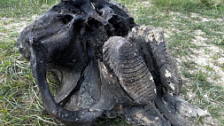 В Ветковском районе спасатели нашли останки мамонта