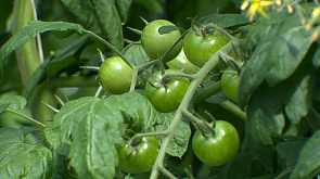 Минская овощная фабрика выращивает более доступные по цене томаты черри, салат айсберг и фиточаи 