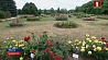 Симфония роз в эти выходные в столичном ботаническом саду