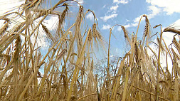 Все районы Минской области приступили к уборке зерна, а массовая жатва стартует на следующей неделе