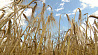Все районы Минской области приступили к уборке зерна, а массовая жатва стартует на следующей неделе