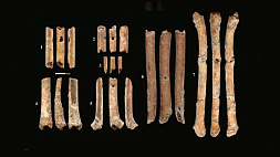 В Израиле ученые нашли созданные около 12 тыс. лет назад флейты из костей птиц