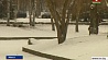 В Беларуси в выходные ожидается мокрый снег с дождем и плюсовая температура