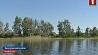 Расплодившиеся бакланы массово уничтожают рыбу в Нацпарке "Браславские озера" 