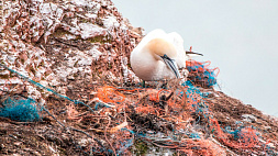 Ученые обнаружили микропластик в организме почти всех морских птиц Антарктики