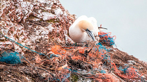 Ученые обнаружили микропластик в организме почти всех морских птиц Антарктики