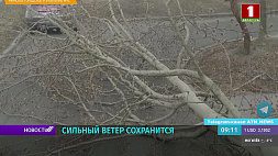 Сильный ветер в Беларуси повалил деревья, повредил машины  - не обошлось без жертв