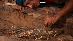 Гробницу с мумиями крокодилов обнаружили в Египте