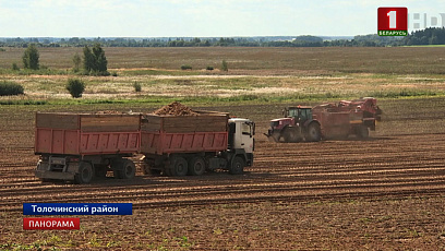 Беларускія аграрыі працягваюць уборку бульбы