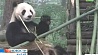 Панды в сычуаньском заповеднике возвращаются к привычной жизни
