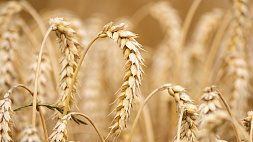 Пшеница дорожает из-за опасений срыва зерновой сделки с Украиной