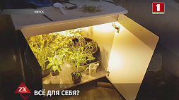 В Минске задержан агроном, который выращивал дома коноплю