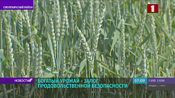 Беларусь планирует получить в этом сезоне около миллиона тонн рапса