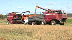 В Беларуси намолочено почти 7 млн тонн зерна с учетом рапса
